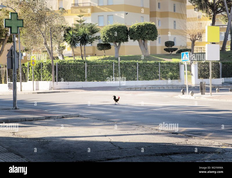 Jugar chicken road in Spain