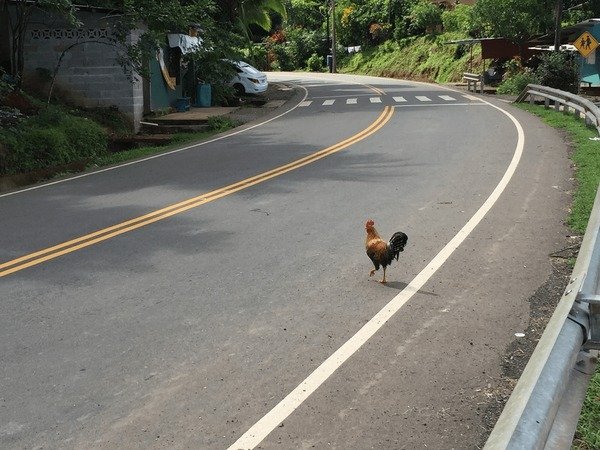 Conoce los secretos detrás del juego de Azar Chicken Road en España, chicken road game
